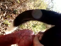 [ Beastiality Porn XXX ] fellow milking his dogs penis